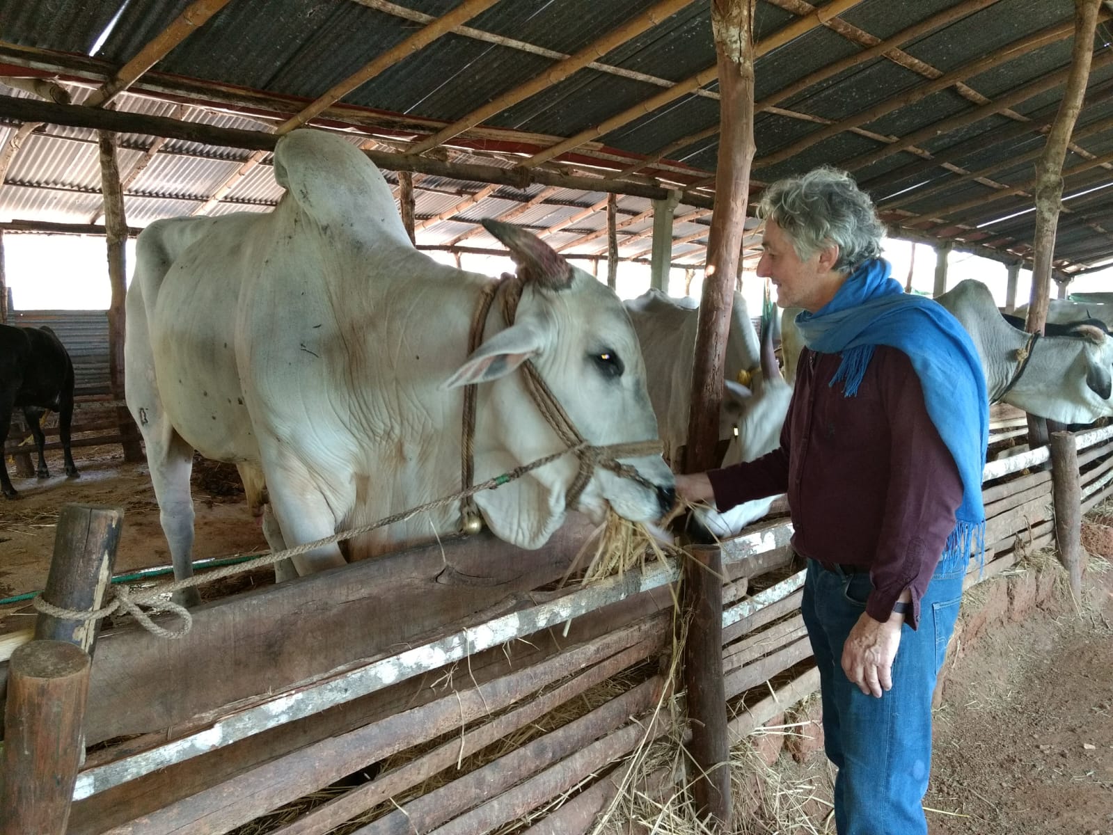 Gau Seva and Native Cow Conservation
